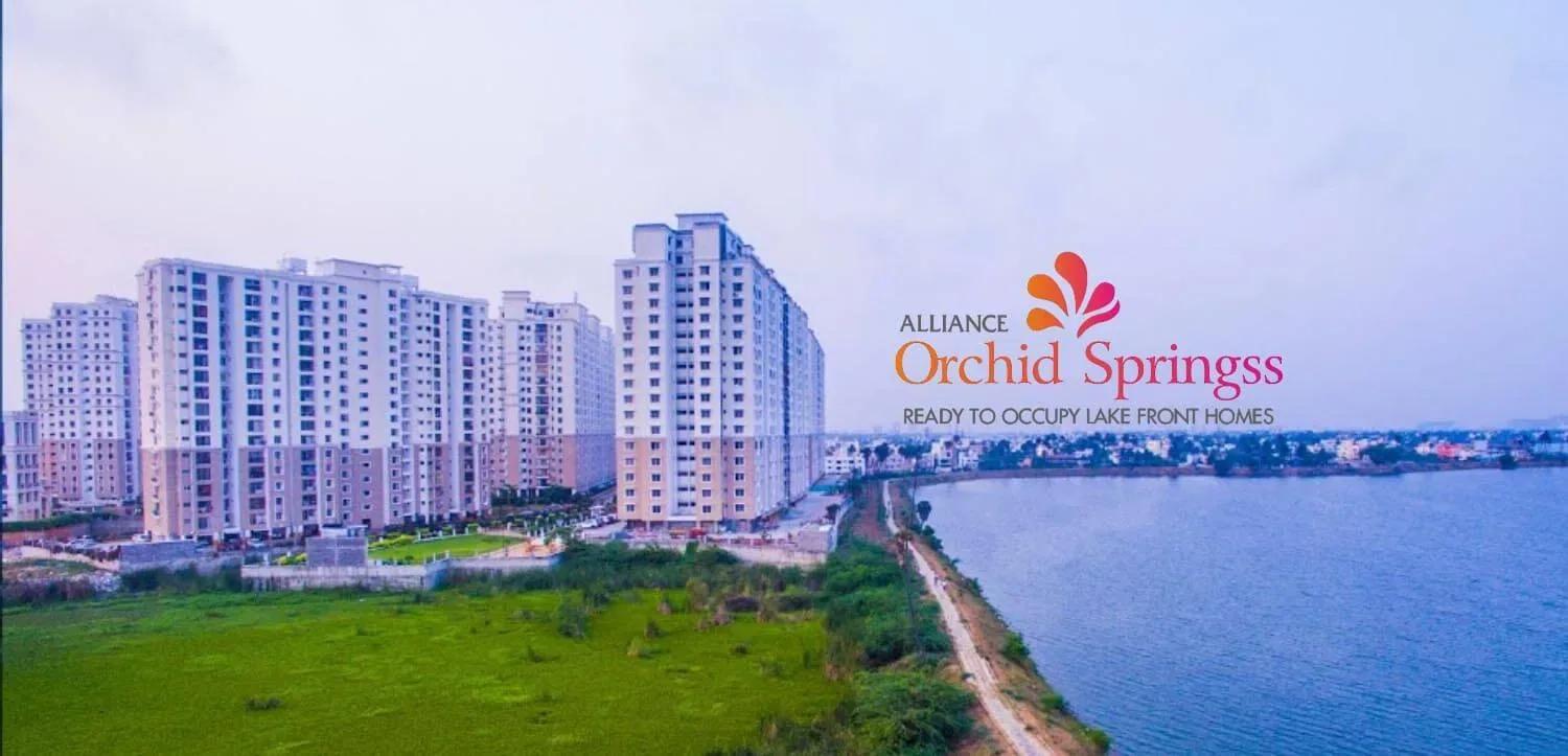 Alliance Orchid Springss