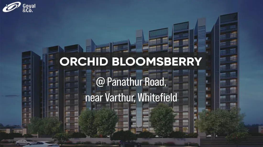Orchid Bloomsberry