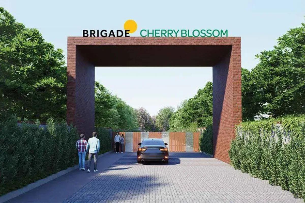 Brigade Cherry Blossom