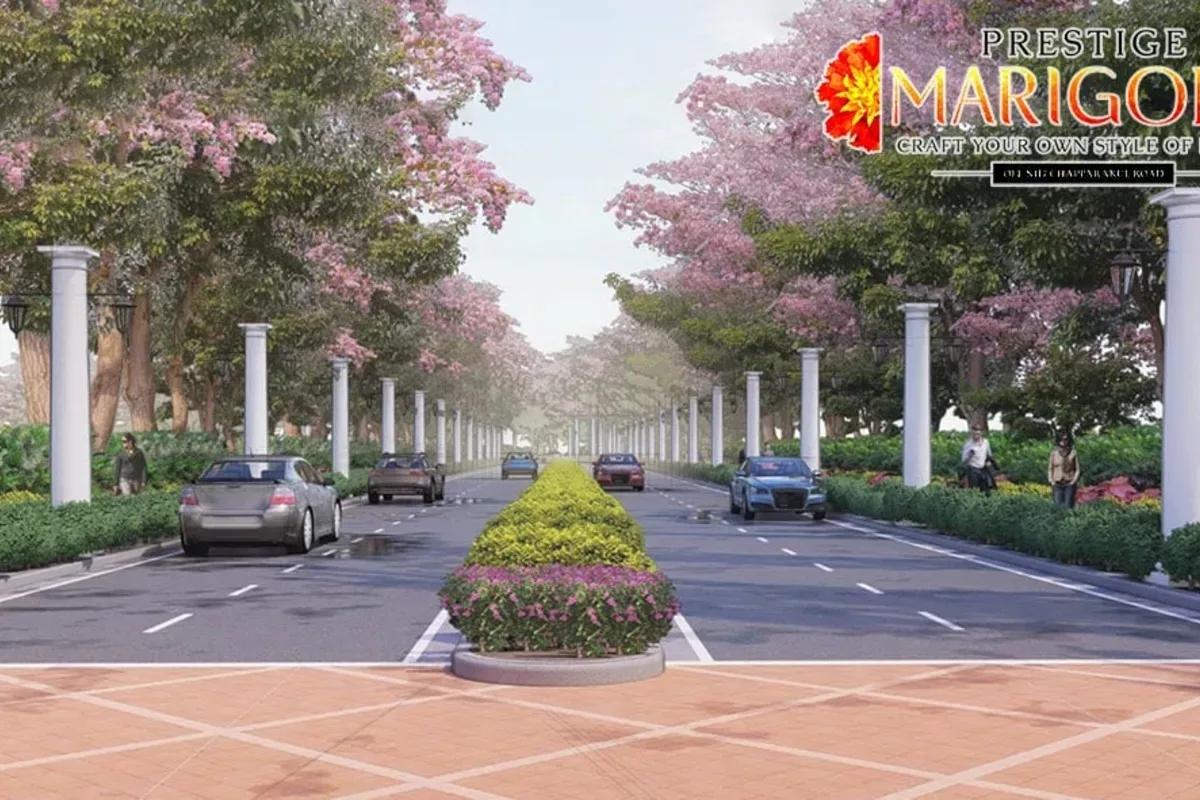 Prestige Marigold