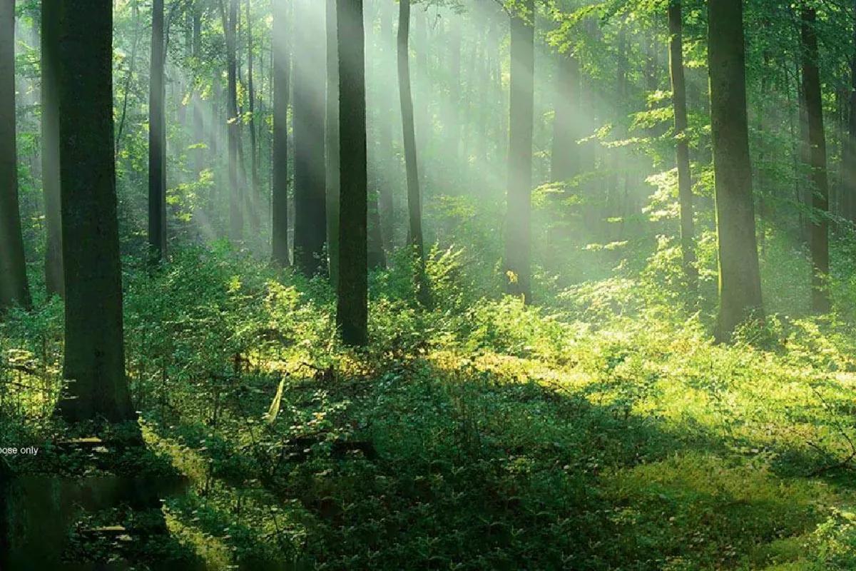 Godrej Woodland